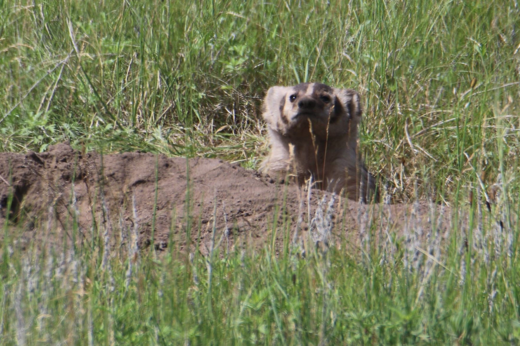 Little Badger